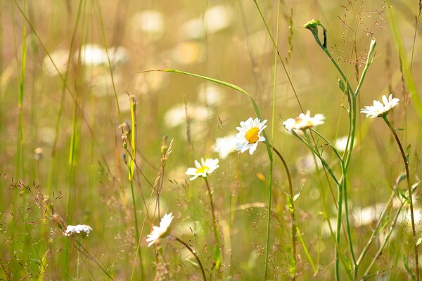 Chamomile flowers in a sunny meadow