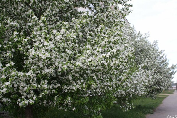 White flowers on trees in the garden