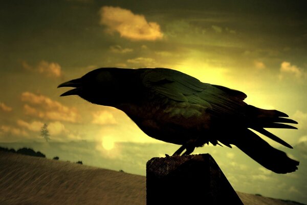 A raven on a hill rejoices at the sunset