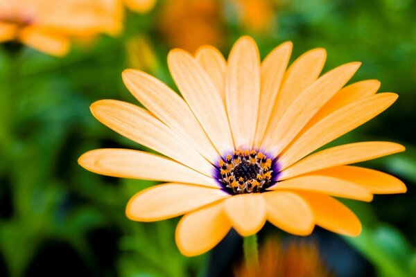 A flower with long orange petals