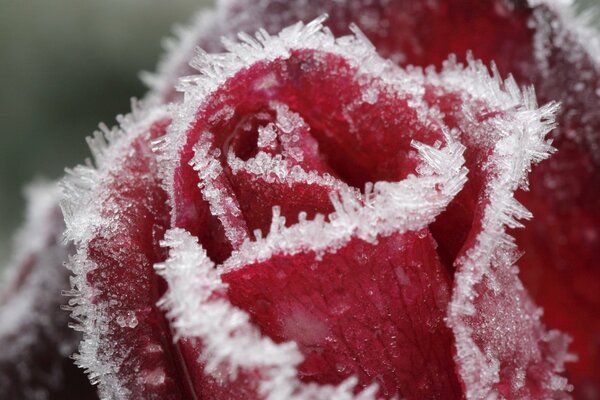 Rose rouge givrée