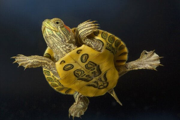 The red-eared ialysh turtle shows its breast combat color