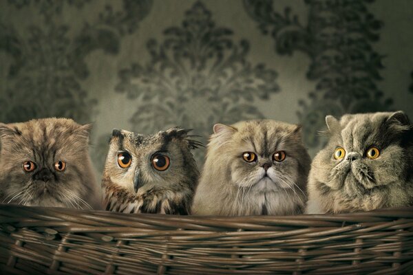 Big-eyed cats and owls in a basket wallpaper