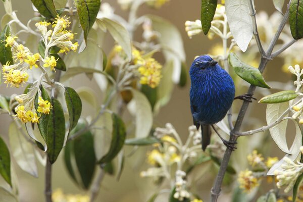 Un oiseau de couleur bleue est assis sur des branches