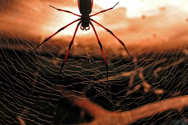 Makroaufnahme. Spinne und Sonnenuntergang