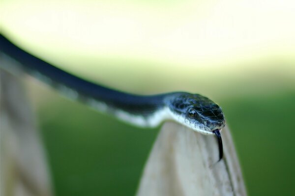 Serpent bleu et son regard