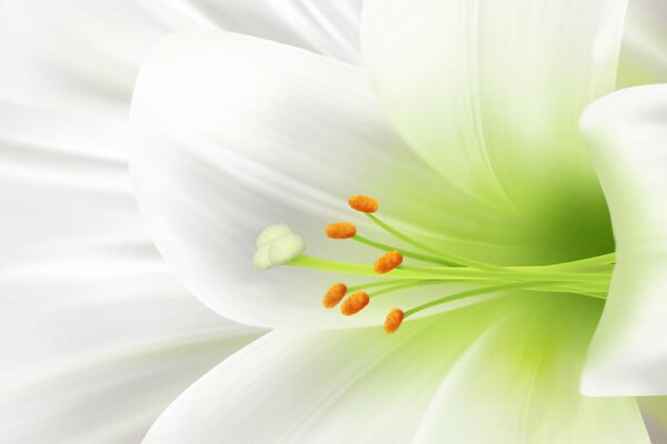 Delicate white lily