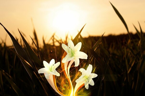 At sunset, white lilies are blooming in the grass