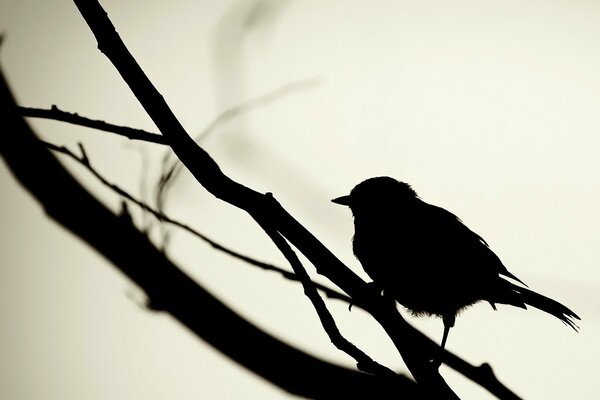 Contour d oiseau noir dans la lumière blanche