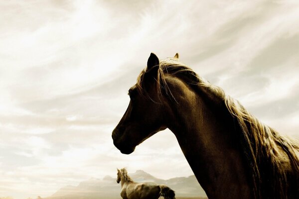 Handsome horses graze freely in the meadow