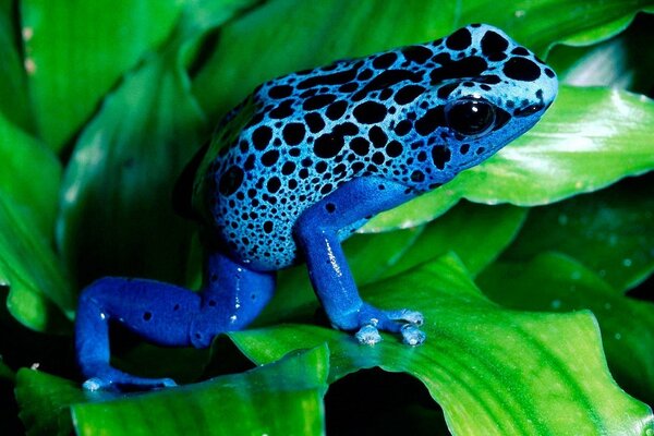 Rana azul en hojas verdes se prepara para saltar