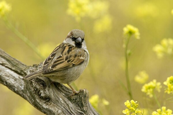 Moineau à plumes sur une brindille