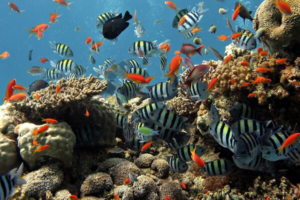 Полосатые и красные рыбки в подводном мире