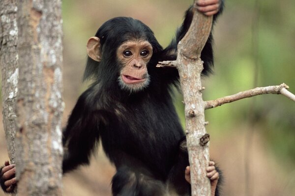 Mały szympans zakrada się po gałęziach