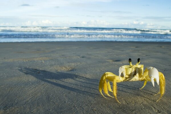 Sur le sable, assis sur le côté des yeux de crabe en cours d exécution