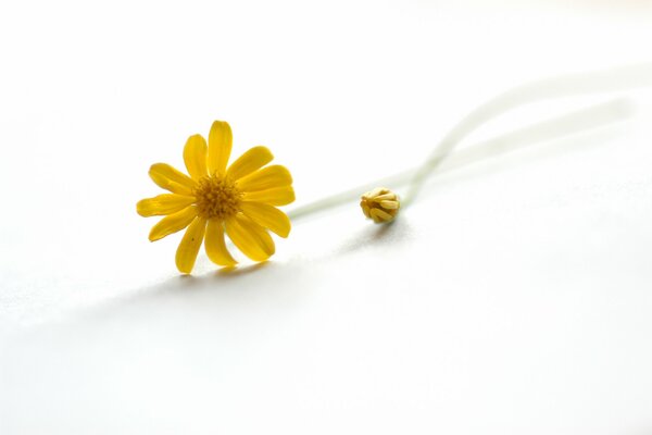 Minimalism, yellow flower on white background