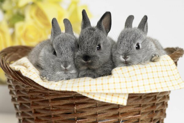 Tres conejos grises se sientan en una canasta