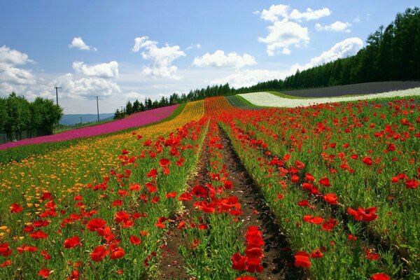 Campo di papavero multicolore in estate