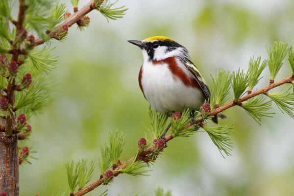 A bird with a white breast sits on a larch tree