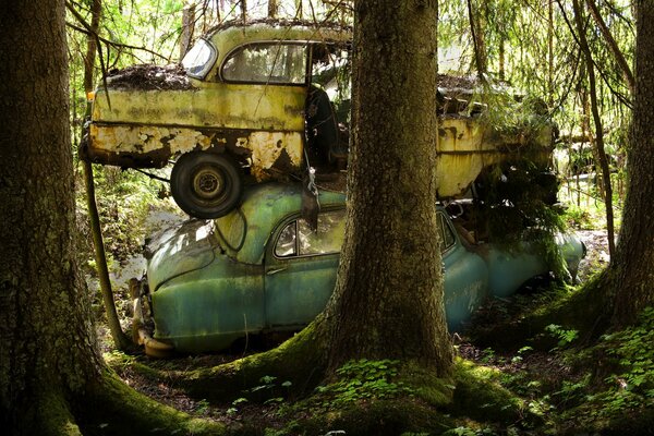 Zepsute samochody w lesie zamienione w dzieło sztuki