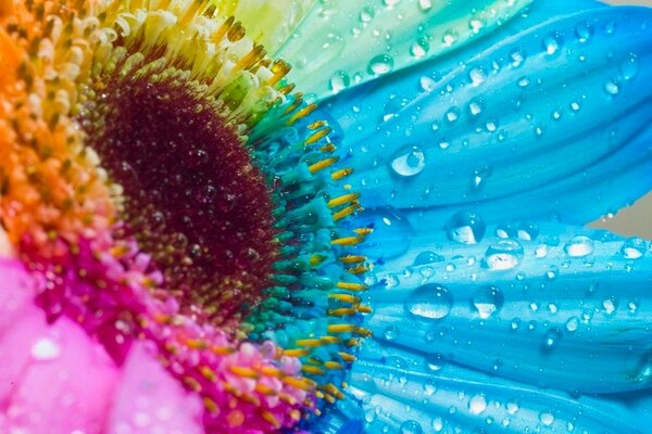 Bunte Blütenblätter mit Wassertropfen