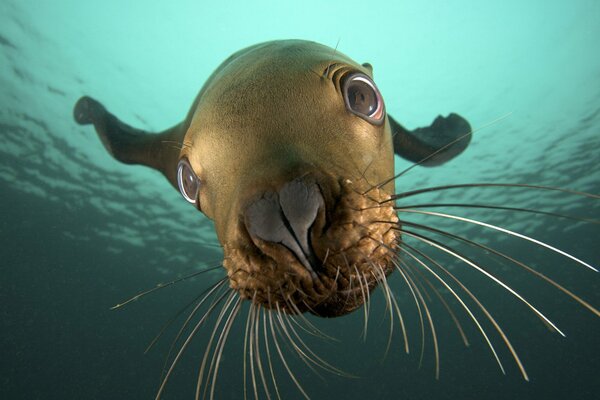 Photo mignonne d un Seal