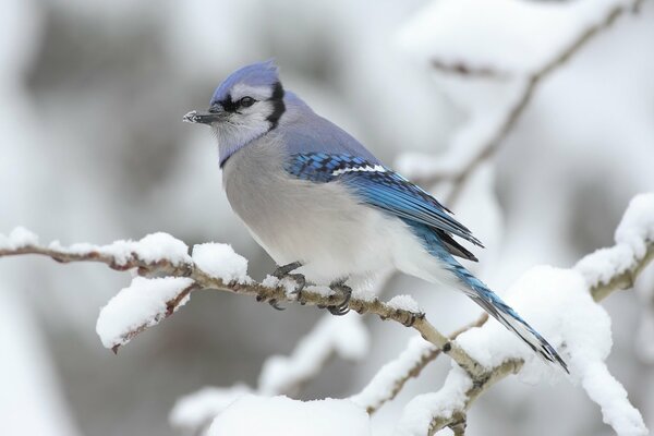 Bouvreuil bleu sur une branche de neige