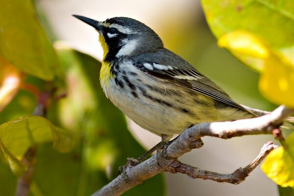 A small bird is sitting on a branch among the leaves