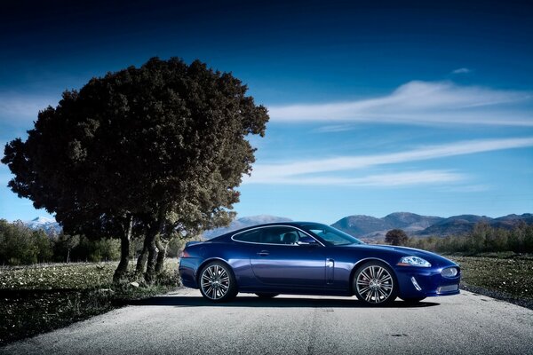 Coche azul sobre asfalto gris y madera