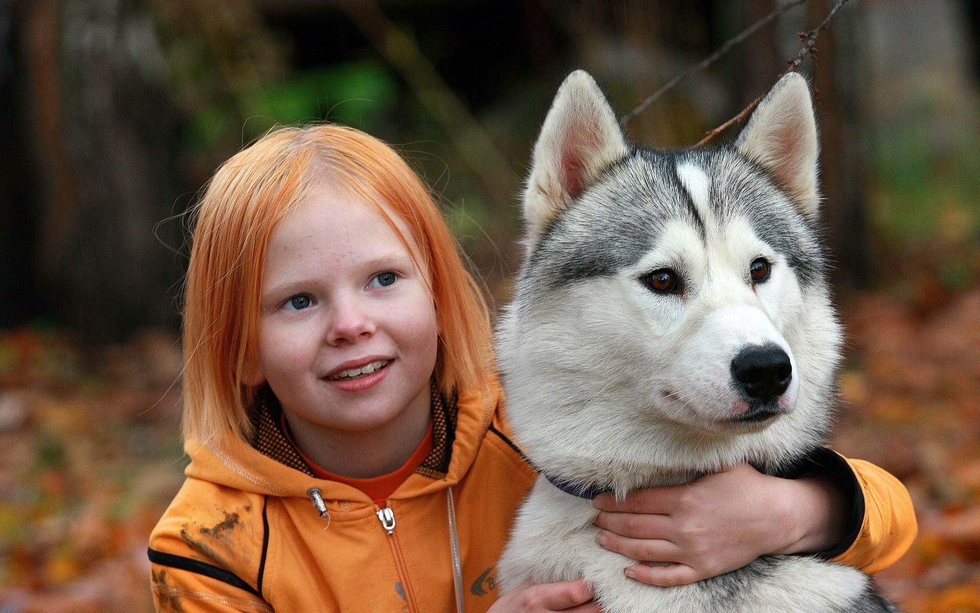 roux gris fille chien