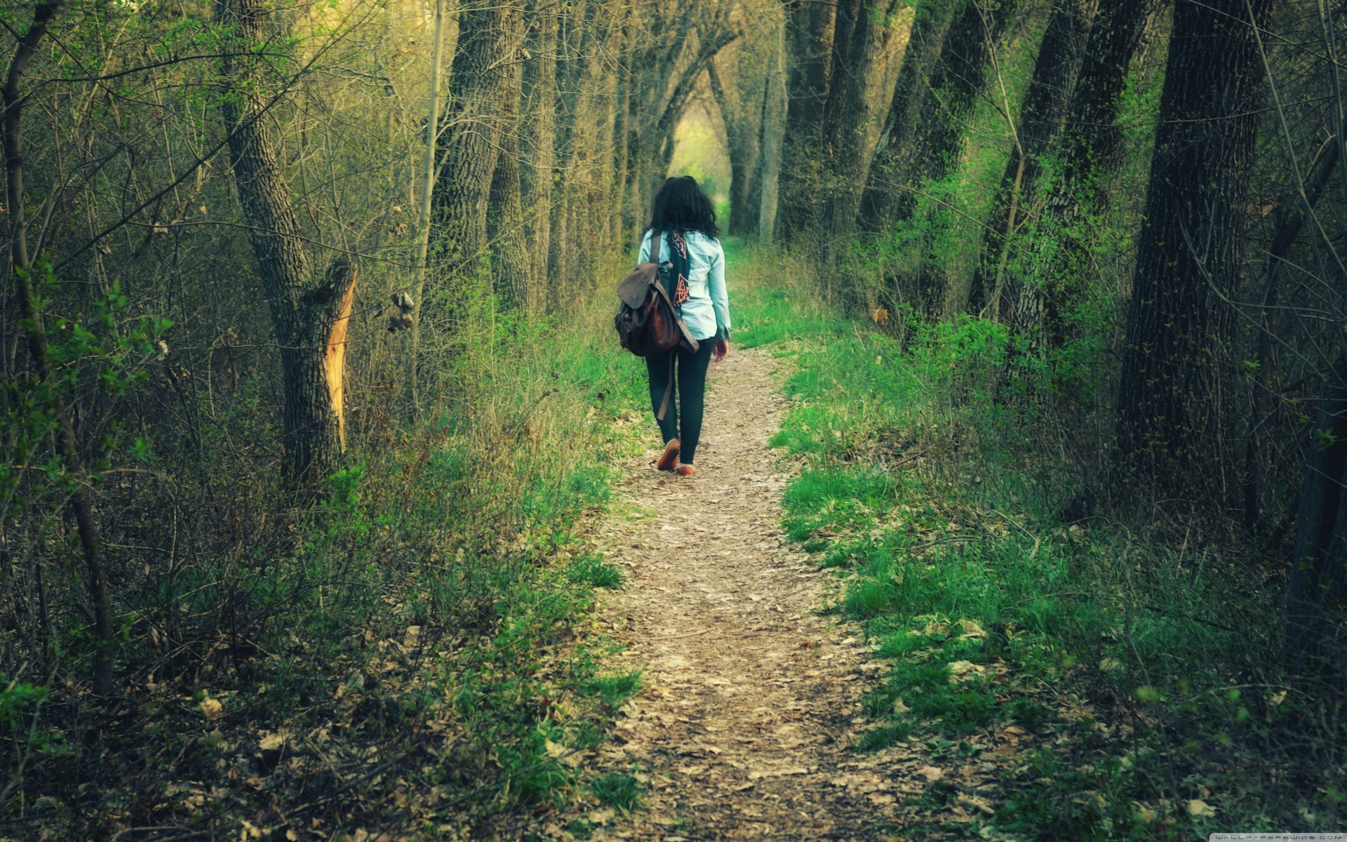 bosque camino palmeras armenia