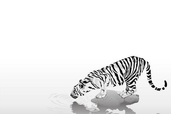 Tigre blanc boit de l eau sur fond blanc