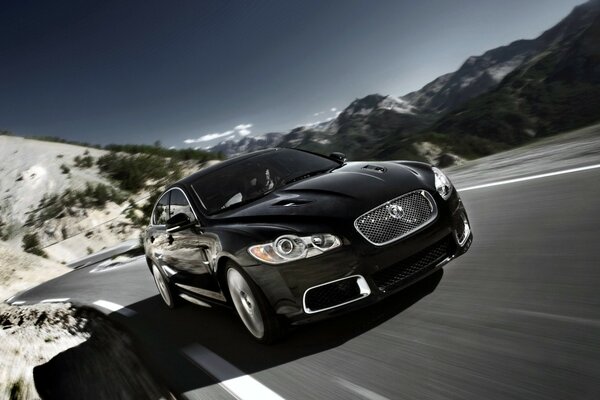 Stately jaguar at high speed in the mountains