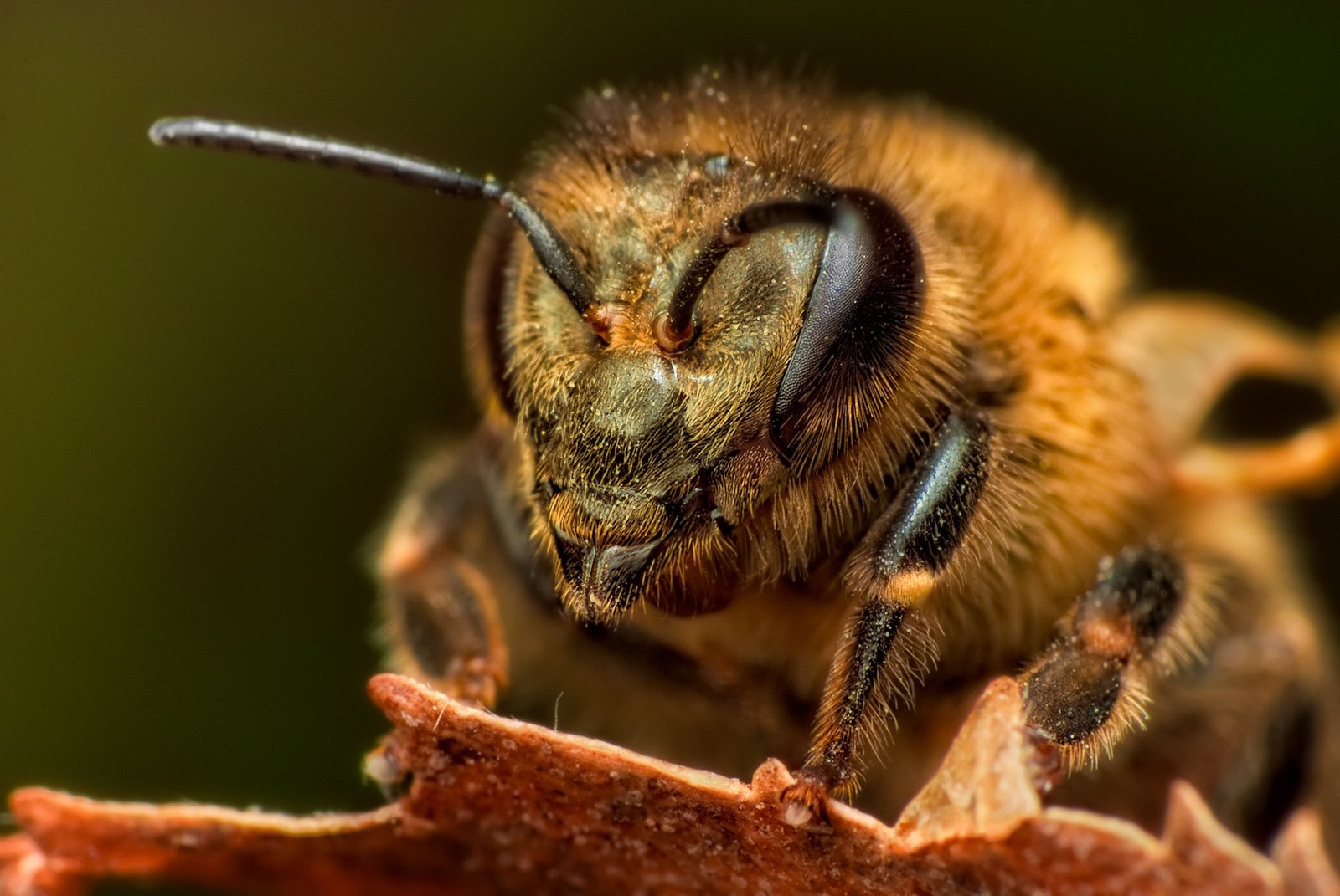 abeja ojos facetas antenas pelos macro