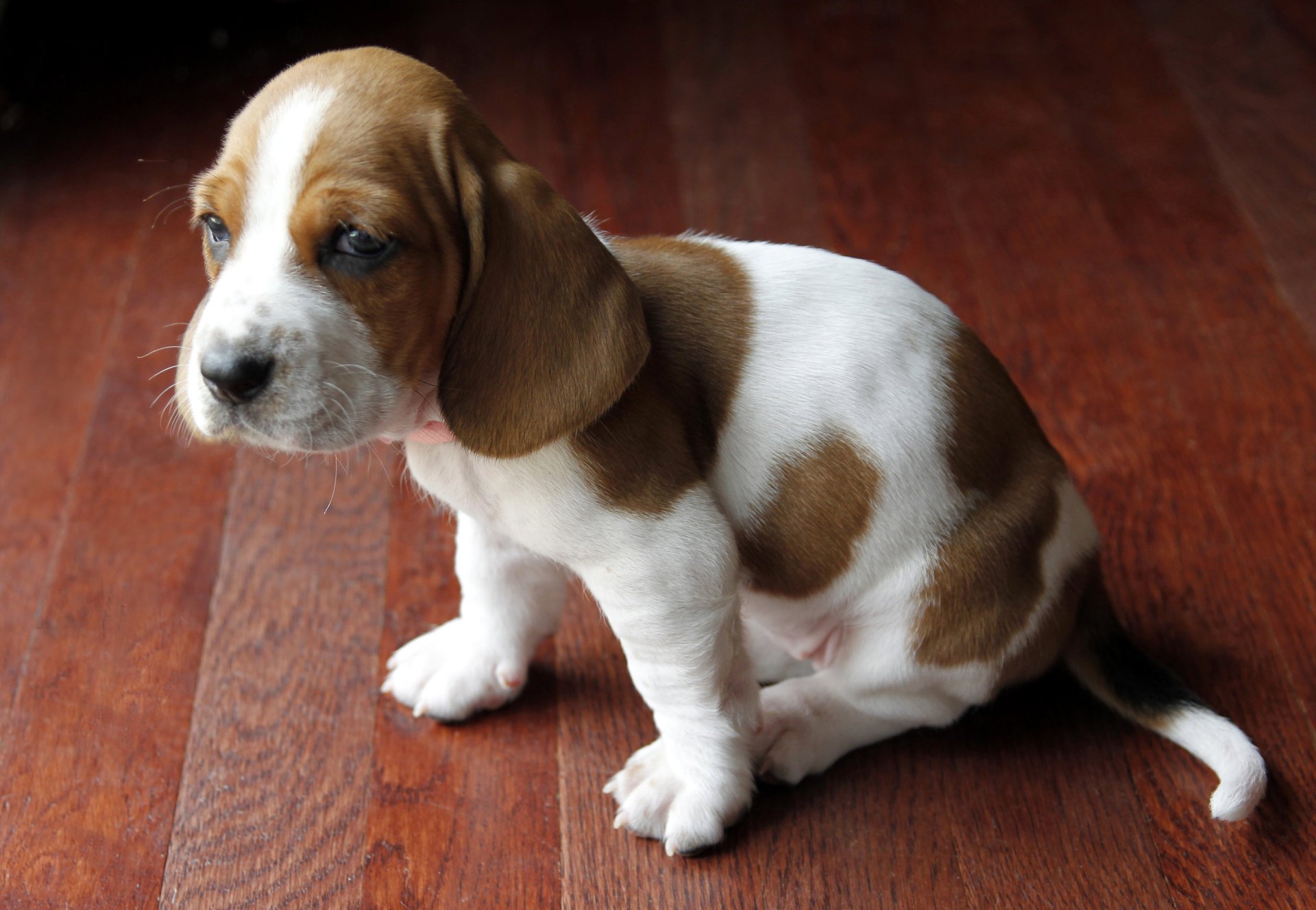 dog bassett puppy each mind eyes ears tail spot