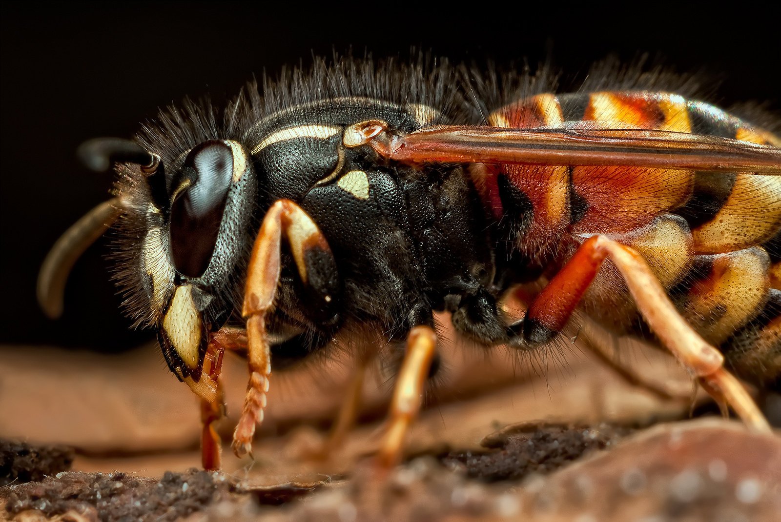 insecte frelon yeux facettes antennes vrilles gros plan