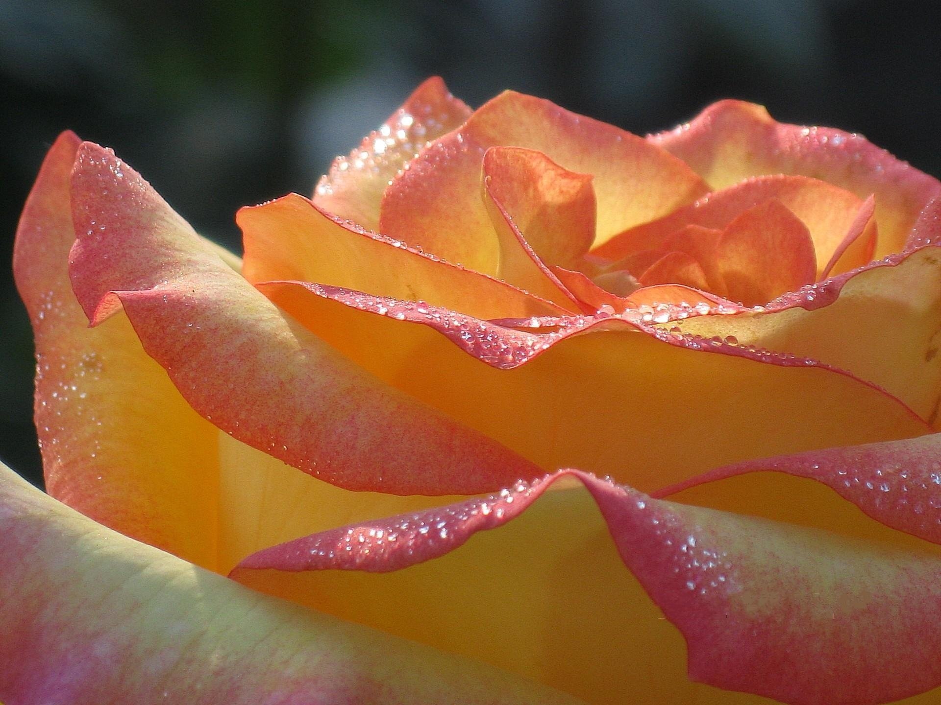 flor rosa mañana rocío