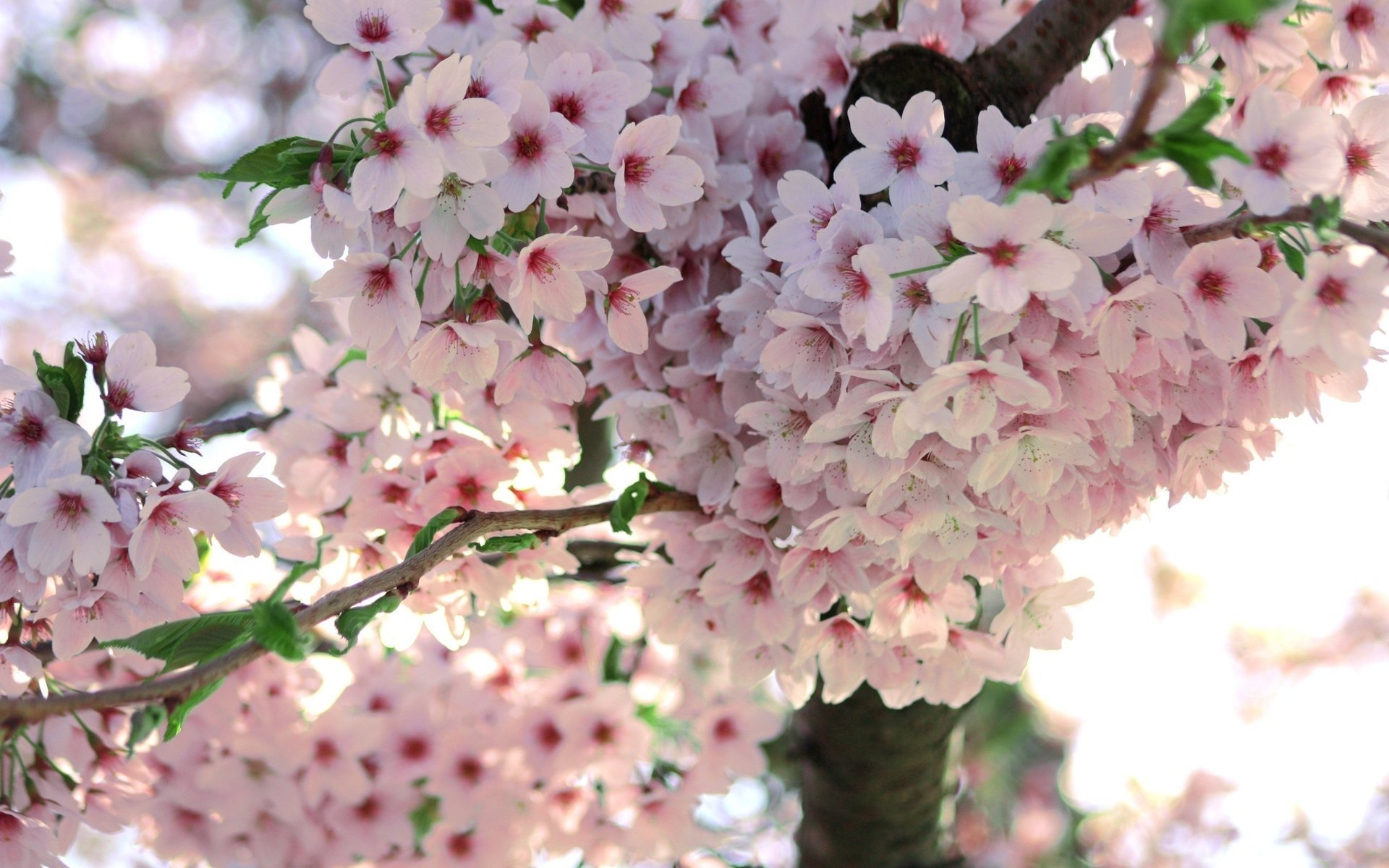 kwiaty sakura wiosna makro drzewo gałąź kwitnienie