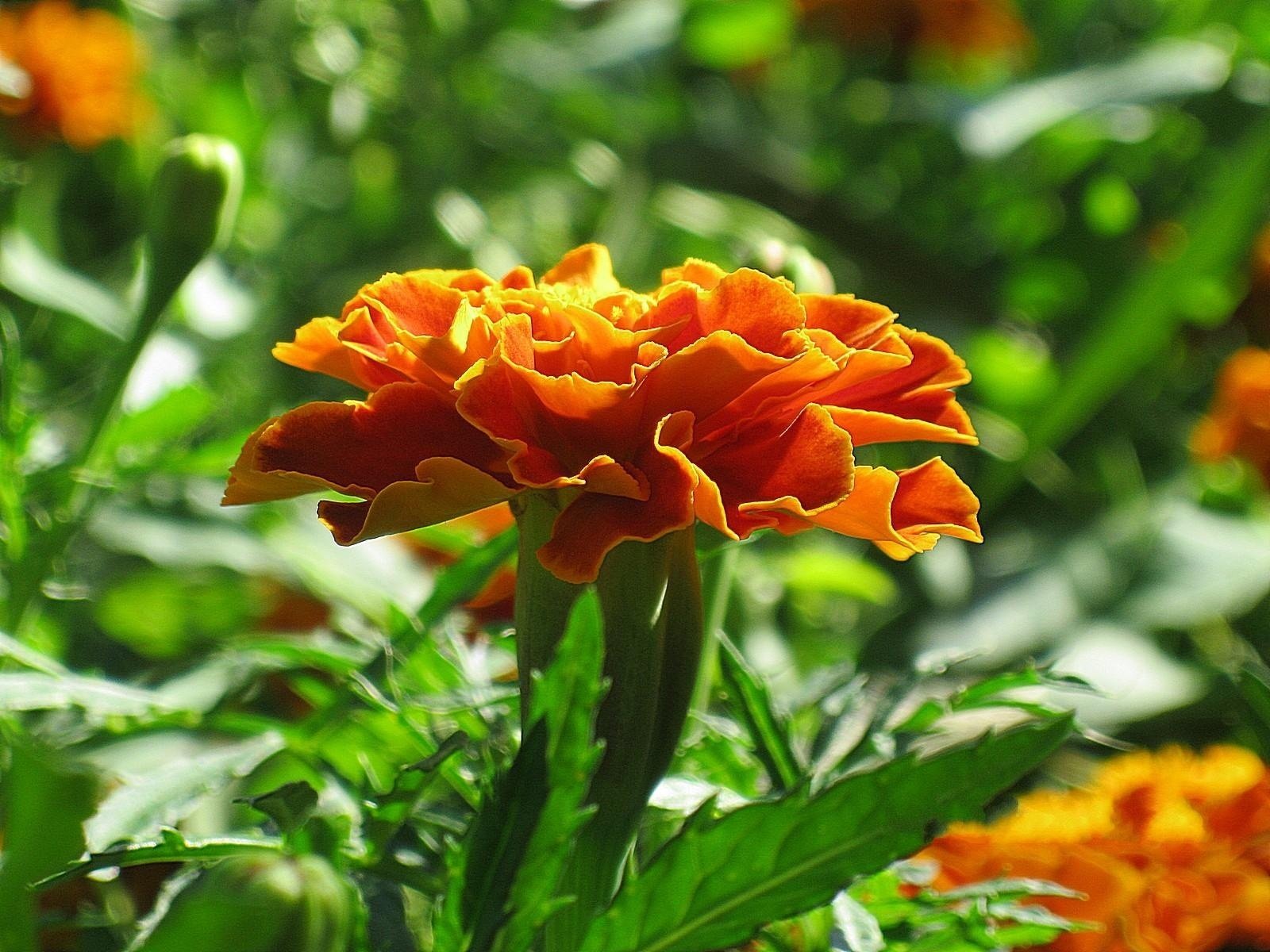 flor caléndula naranja