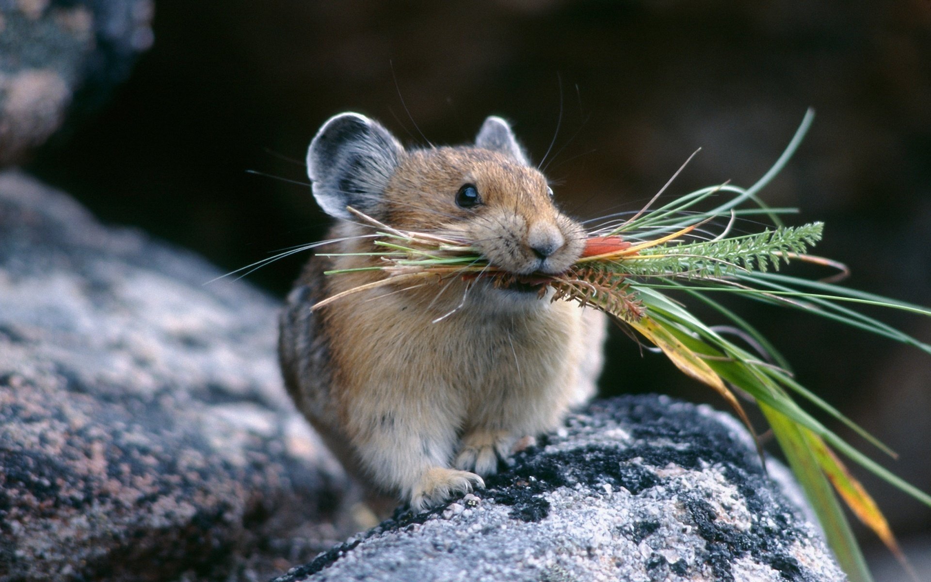 pika mysz gryzoń zwierzęta zapasy pozytyw makro