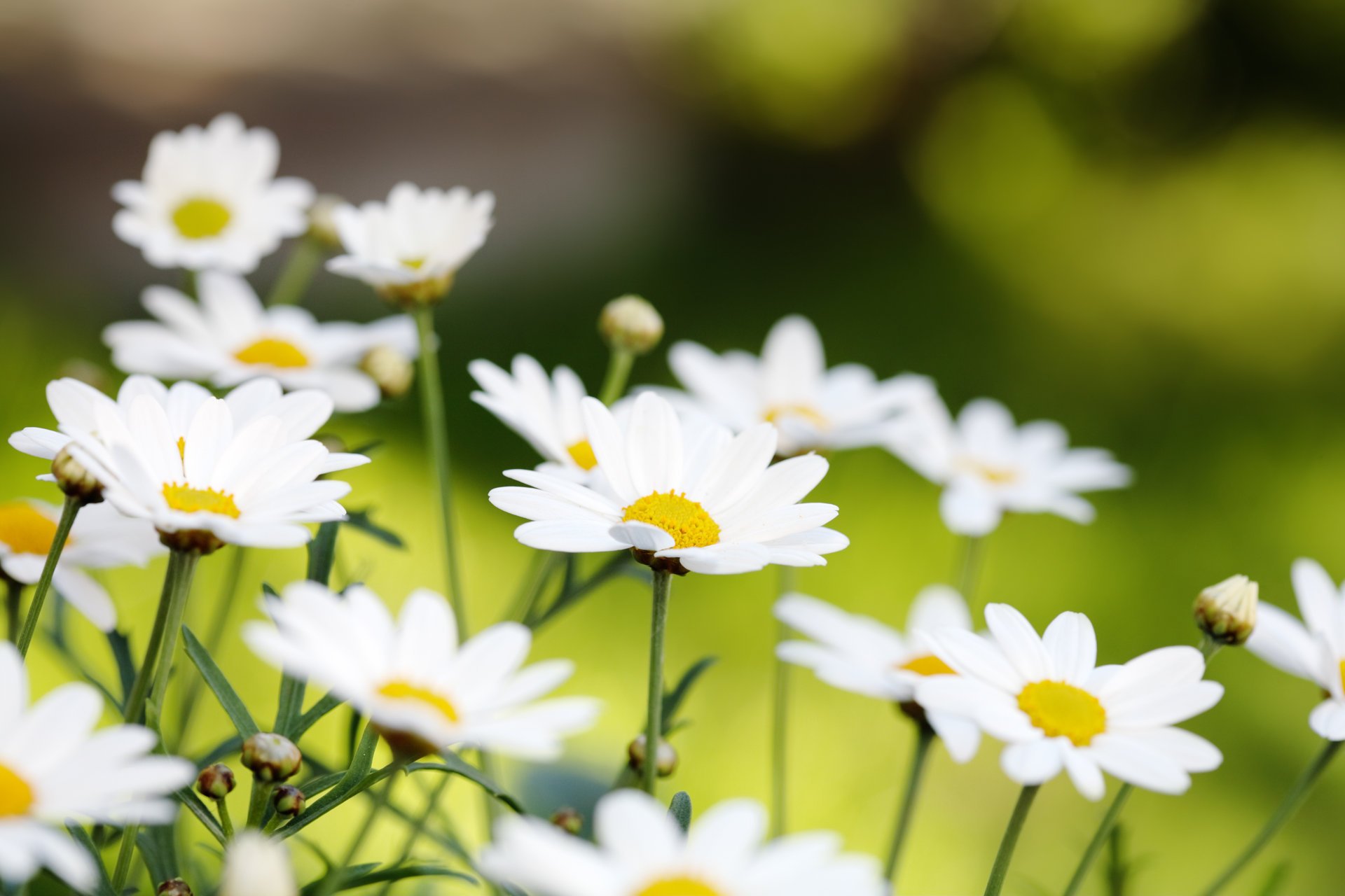 marguerites fleurs été blancs bourgeons nature pétales