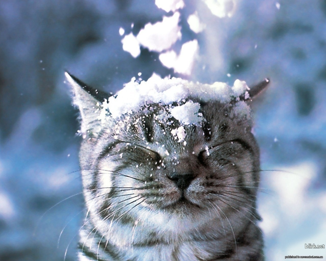 winter cat snow