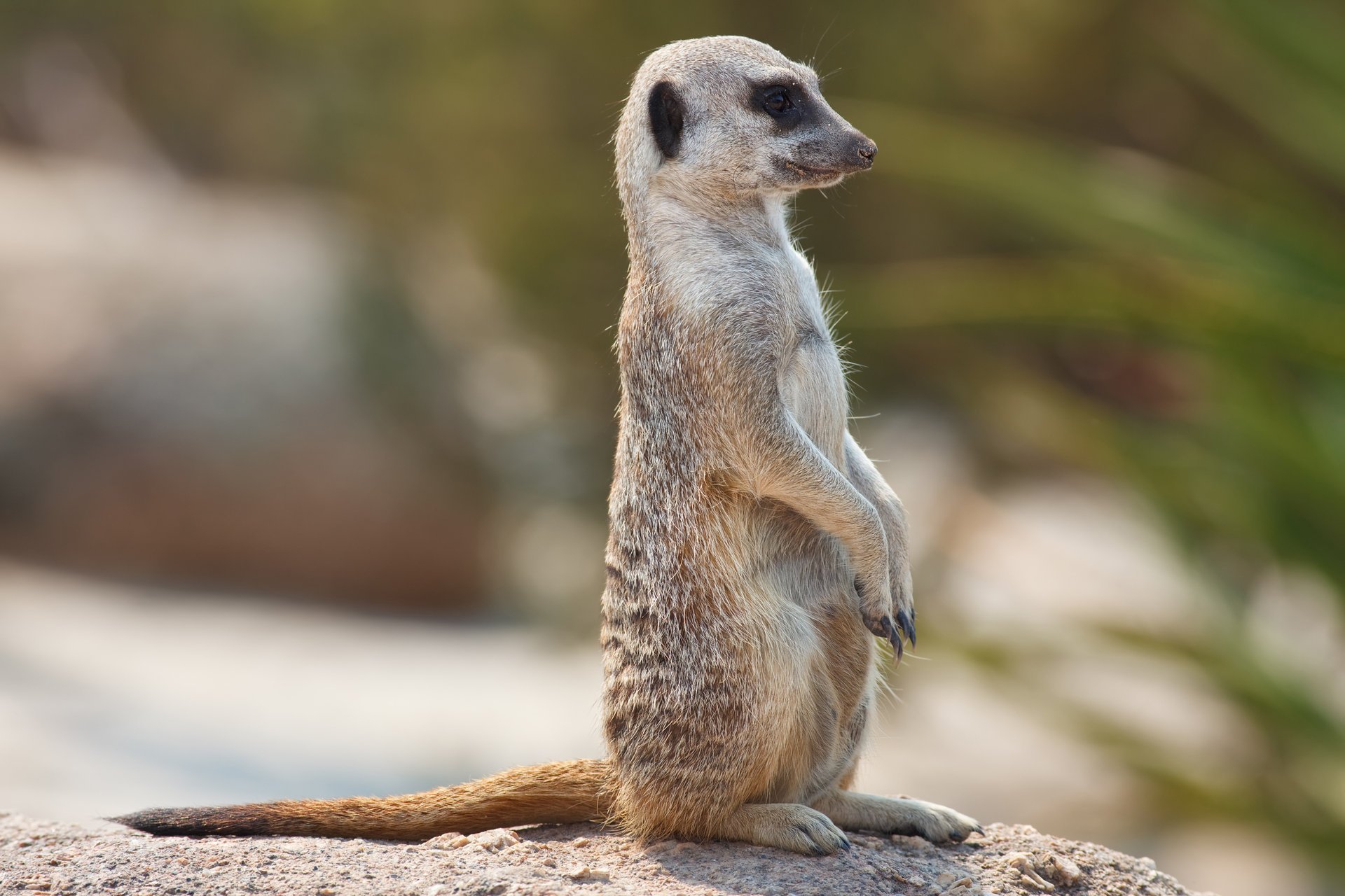 meerkat suricata reloj ayuno reloj ojos mirada animales positivo perfil hocico