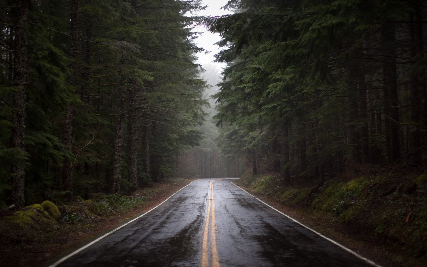 foresta strada alberi