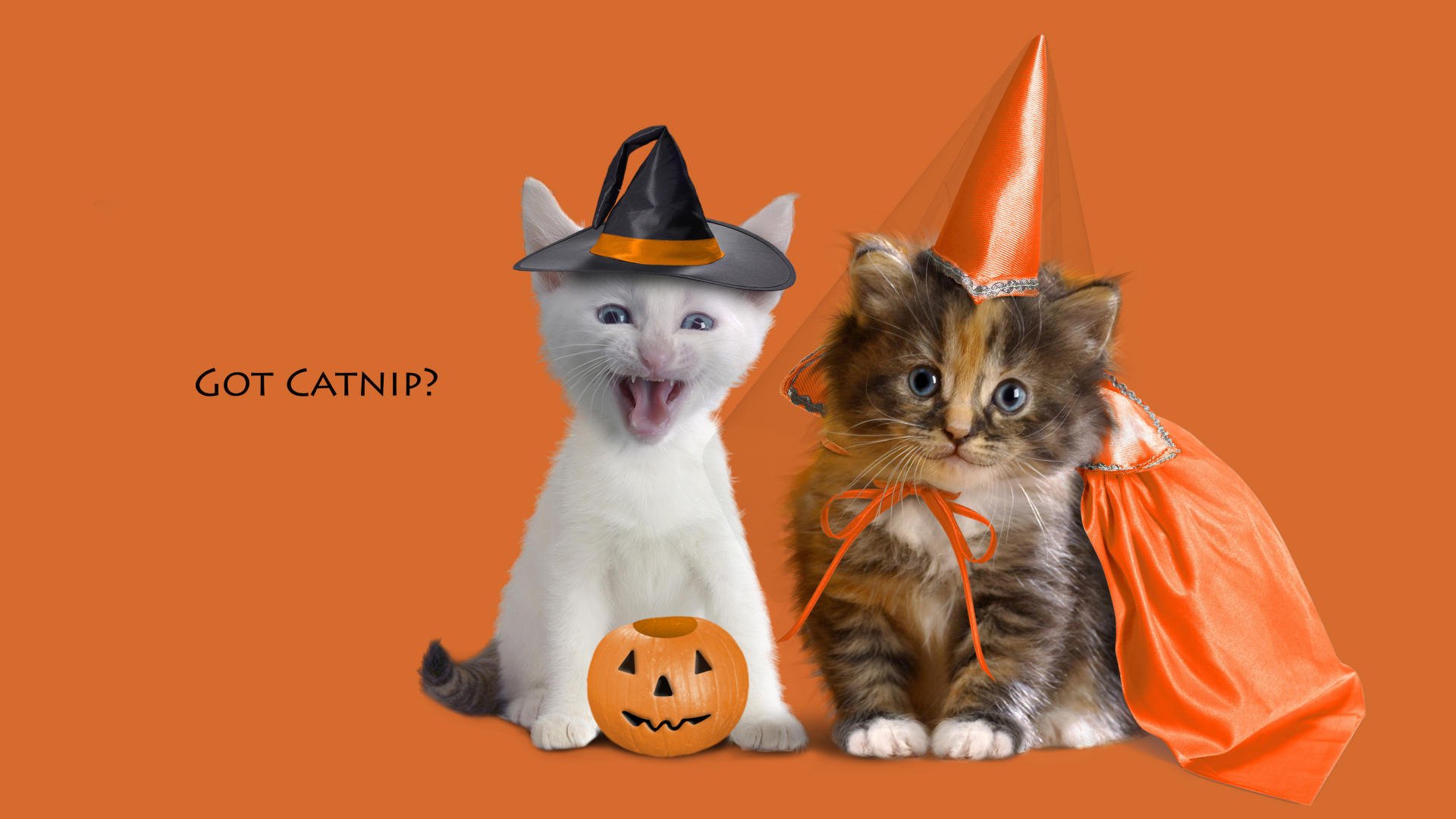 cretiv vacanza halloween gattini zucca berretto mantello cappello sfondo arancione costumi gatto domanda iscrizione animali sguardo kis-kis-meow-meow occhi muso