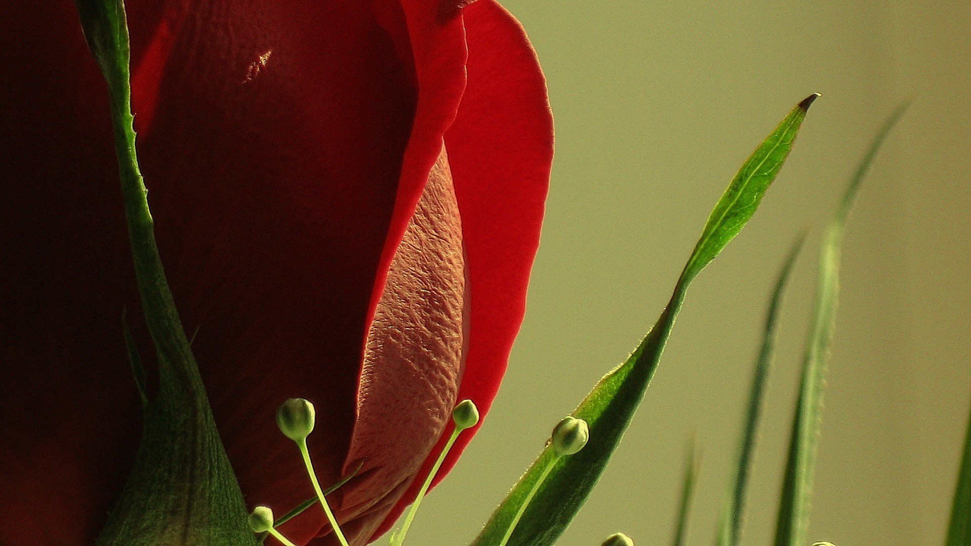 flor rosa rojo