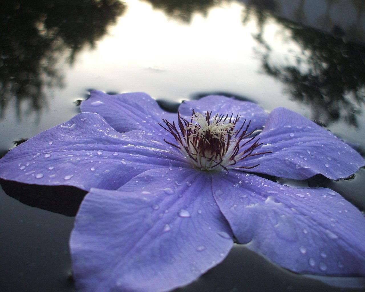 fleurs eau