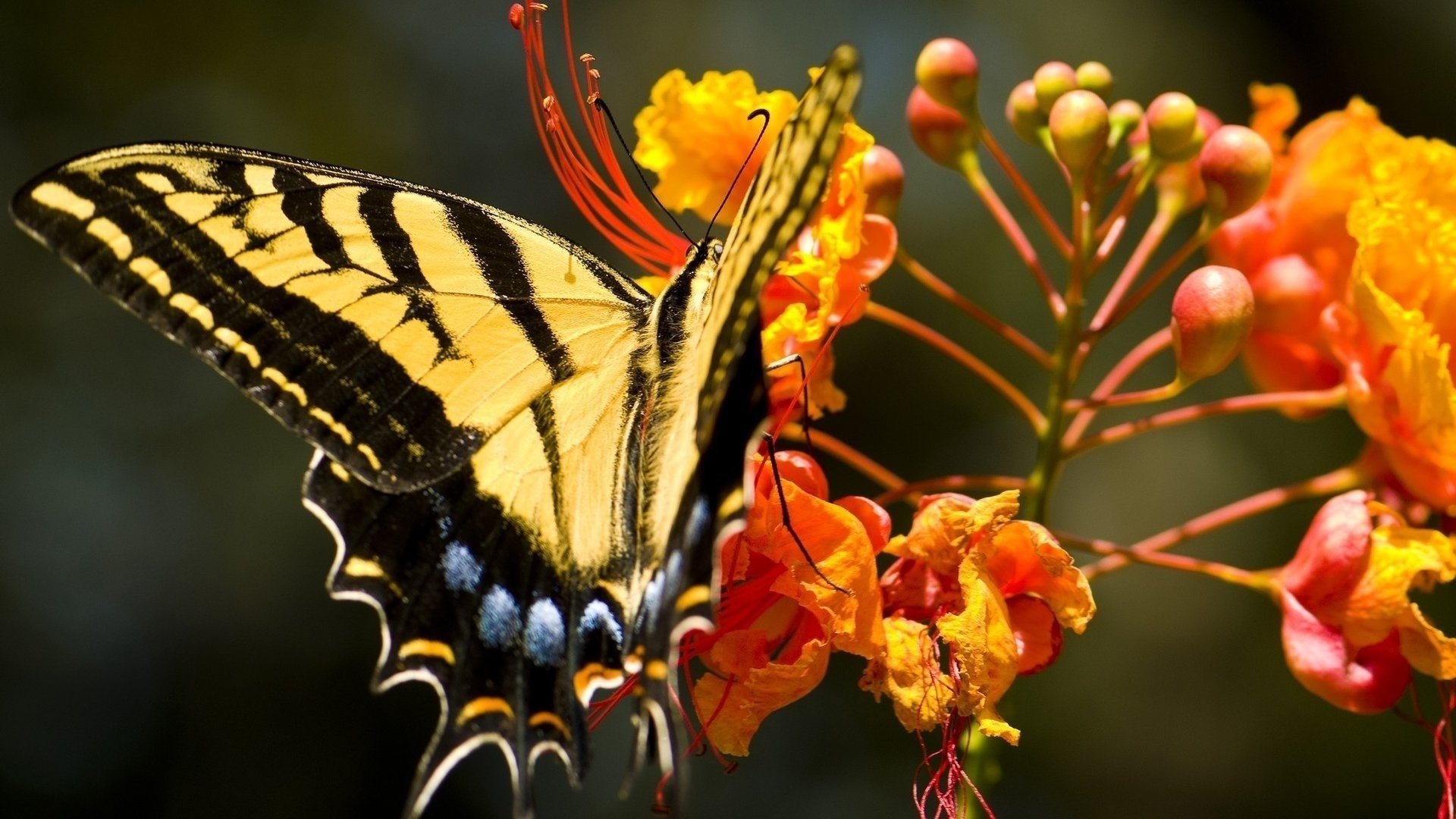 butterfly swallowtail wings pattern color macro antenna