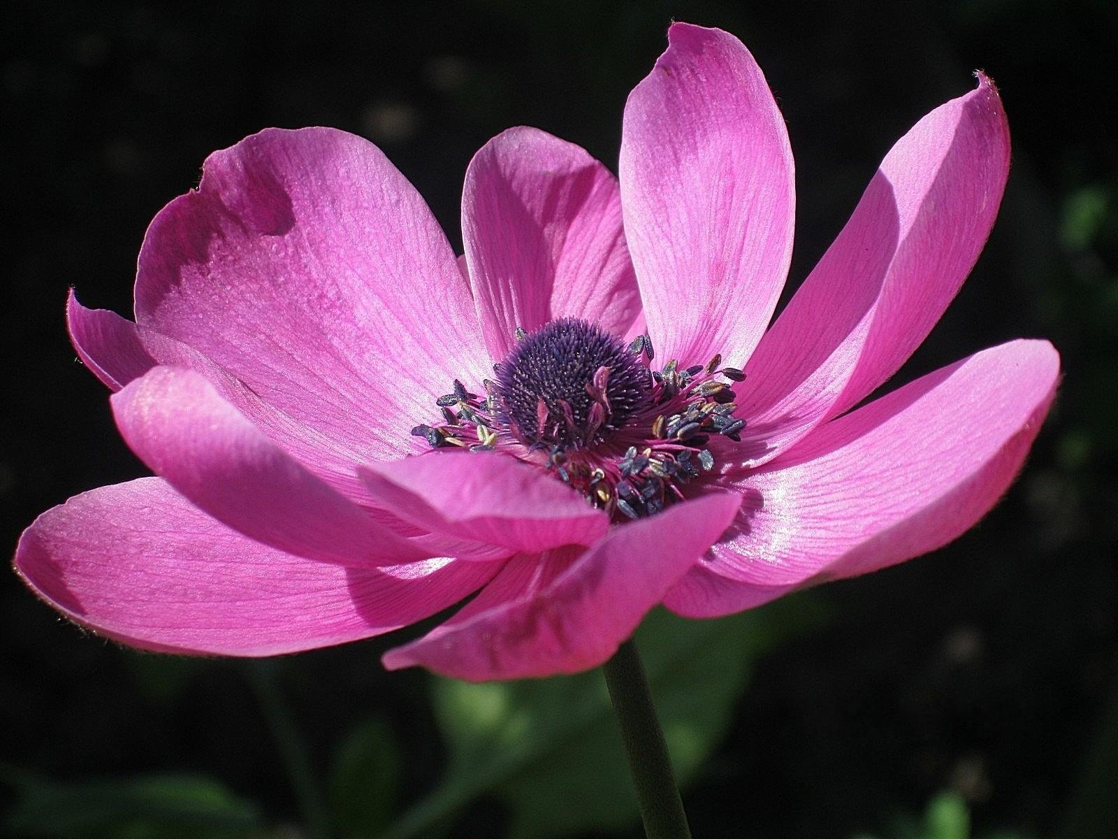 anemone flower pink