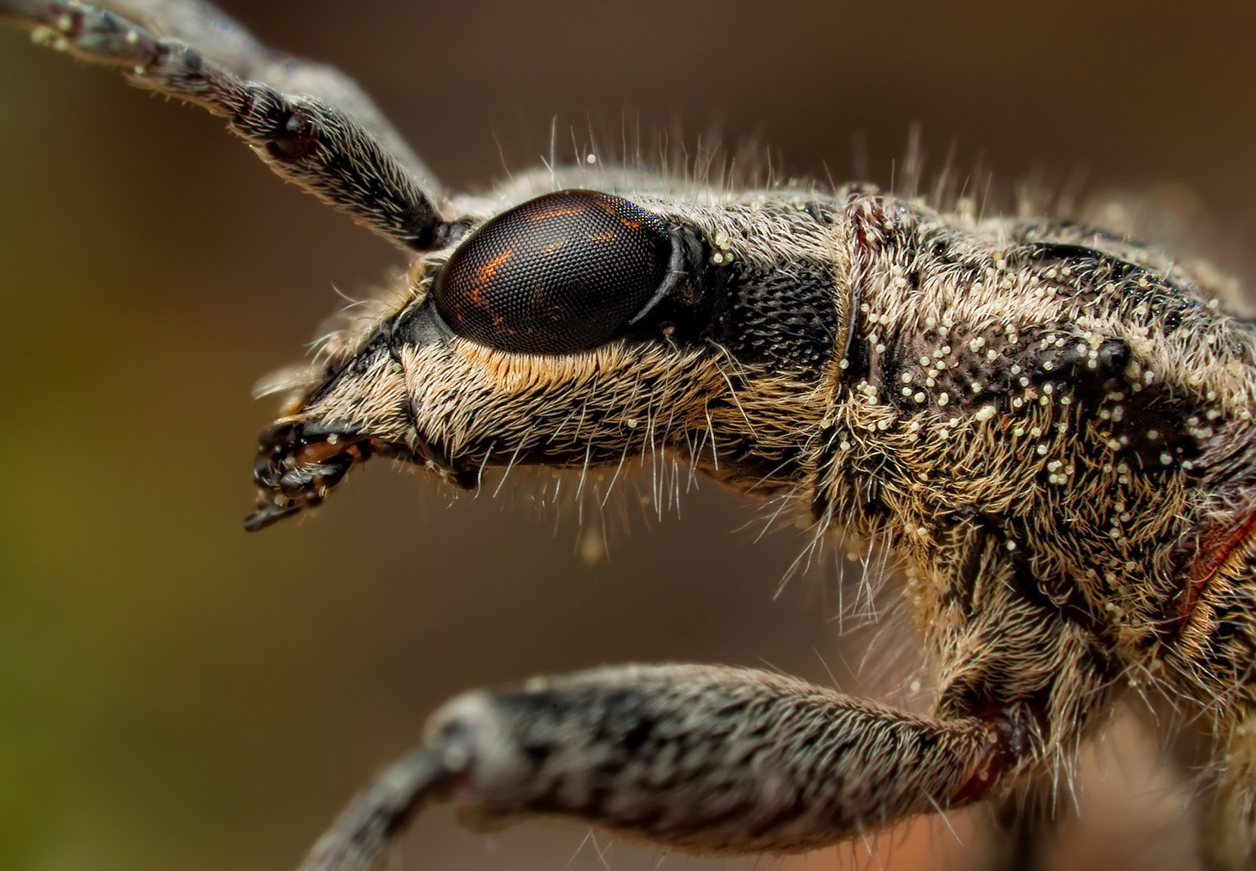 insect eyes facet antenna antennae macro